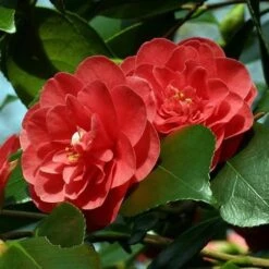 Camellia Japonica Lady Campbell -Plant Series Store Camellia Lady Campbell 01x