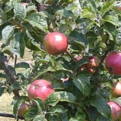 Apple Camelot -Plant Series Store Camelot 03