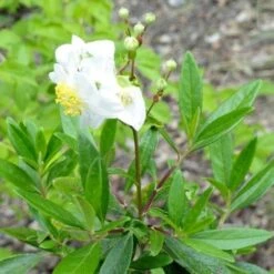 Carpenteria Californica -Plant Series Store Carpenteria californica 01