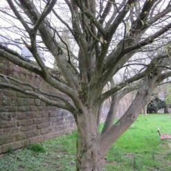 Carpinus Betulus Quercifolia -Plant Series Store Carpinus betulus Quercifolia 05