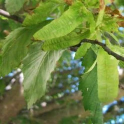 Carpinus Betulus Quercifolia -Plant Series Store Carpinus betulus Quercifolia 06
