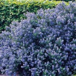 Ceanothus Southmead -Plant Series Store Ceanothus Southmead 03