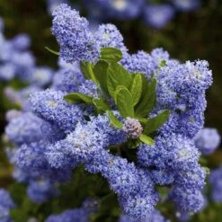 Ceanothus Southmead -Plant Series Store Ceanothus Southmead 04