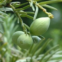 Cephalotaxus Harringtonia Fastigiata -Plant Series Store Cephalotaxus harringtonia Fastigiata 03