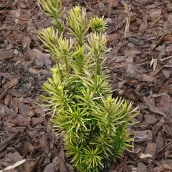 Cephalotaxus Harringtonia Fastigiata -Plant Series Store Cephalotaxus harringtonia Fastigiata 05