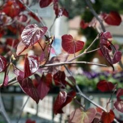 Cercis Canadensis Forest Pansy -Plant Series Store Cercis canadensis Forest Pansy 02