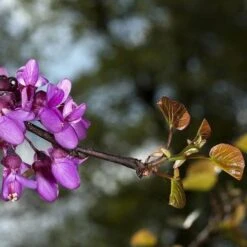 Cercis Siliquastrum -Plant Series Store Cercis siliquastrum 07