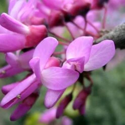 Cercis Siliquastrum -Plant Series Store Cercis siliquastrum 11