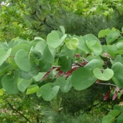 Cercis Siliquastrum -Plant Series Store Cercis siliquastrum 13
