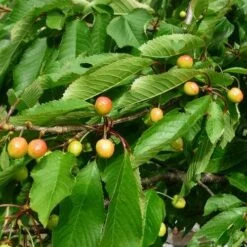 Cherry Merton Glory -Plant Series Store Cherry Merton Glory 05 cr