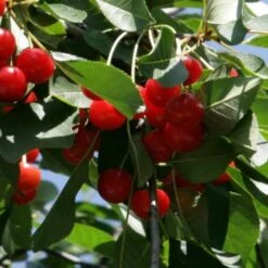 Cherry Morello -Plant Series Store Cherry Morello 04 cr