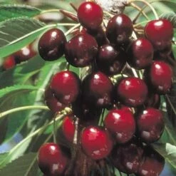 Cherry Stella -Plant Series Store Cherry Stella 03 cr