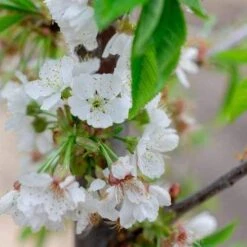 Cherry Stella -Plant Series Store Cherry Stella 04 cr