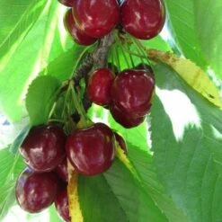 Cherry Stella -Plant Series Store Cherry Stella 06 cr