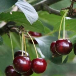 Cherry Sunburst -Plant Series Store Cherry Sunburst 02 cr