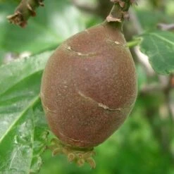 Chimonanthus Praecox 8 Chimonanthus Praecox -Plant Series Store Chimonanthus praecox 03