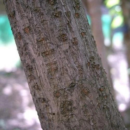 Chimonanthus Praecox 6 Chimonanthus Praecox - Image 6