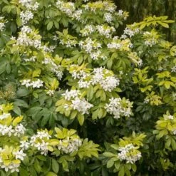 Choisya Ternata Sundance -Plant Series Store Choisya ternata Sundance 03