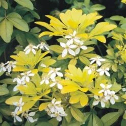 Choisya Ternata Sundance -Plant Series Store Choisya ternata Sundance 04