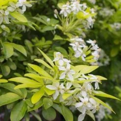 Choisya Ternata Sundance -Plant Series Store Choisya ternata Sundance 07