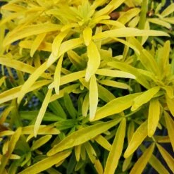 Choisya Ternata Gold Star -Plant Series Store ChoisyaternataGoldfinger1.ff