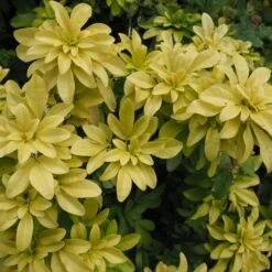 Choisya Ternata Sundance -Plant Series Store Choiysa Sundance Castle Durrow Sep 17 FF