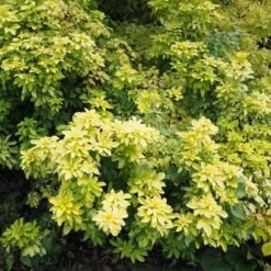 Choisya Ternata Sundance -Plant Series Store Choiysa Sundance Castle Durrow Sep 17 FF 1