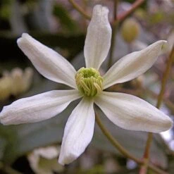 Clematis Armandi -Plant Series Store Clematis armandii 06