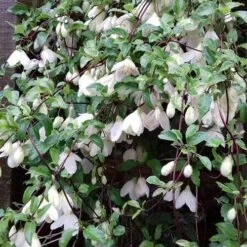 Clematis Cirrhosa Jingle Bells -Plant Series Store Clematis cirrhosa Jingle Bells 03