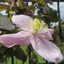 Clematis Montana Tetrarose 7 Clematis Montana Tetrarose -Plant Series Store Clematis montana Tetrarose 01