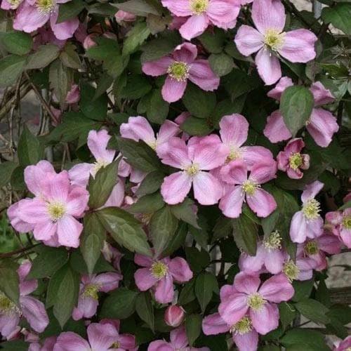 Clematis Montana Tetrarose 1 Clematis Montana Tetrarose
