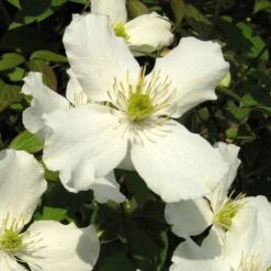 Clematis Montana Grandiflora -Plant Series Store Clematis montana grandiflora 03