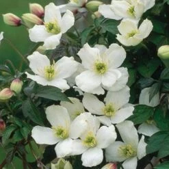 Clematis Montana Grandiflora -Plant Series Store Clematis montana grandiflora 04