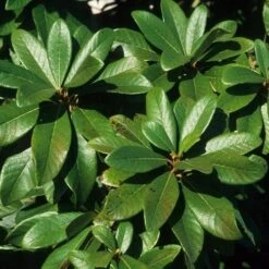 Clethra Pringlei -Plant Series Store Clethra pringlei 06