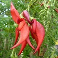 Clianthuspuniceus -Plant Series Store Clianthus puniceus 03