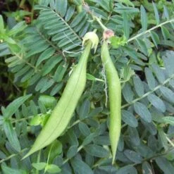 Clianthuspuniceus -Plant Series Store Clianthus puniceus 04