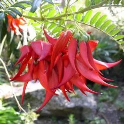 Clianthuspuniceus -Plant Series Store Clianthus puniceus 05