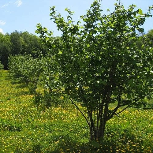 Filbert - Corylus Maxima Kentish Cob 6 Filbert - Corylus Maxima Kentish Cob - Image 6