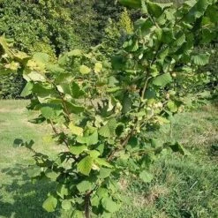 Filbert - Corylus Maxima Kentish Cob 10 Filbert - Corylus Maxima Kentish Cob -Plant Series Store Cobnut Kentish Cob 07