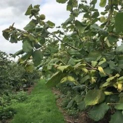 Filbert - Corylus Maxima Kentish Cob 14 Filbert - Corylus Maxima Kentish Cob -Plant Series Store Cobnut Kentish Cob 08