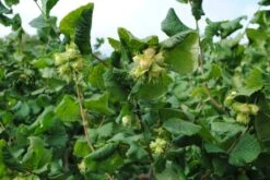 Cobnut - Corylus Maxima Nottingham -Plant Series Store Cobnut Nottingham 02