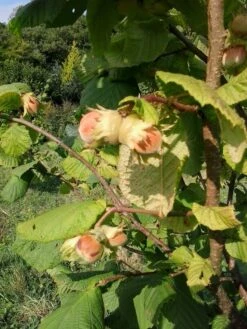 Cobnut - Corylus Maxima Nottingham -Plant Series Store Cobnut Nottingham 04
