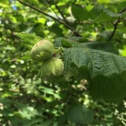 Cobnut - Corylus Maxima Nottingham