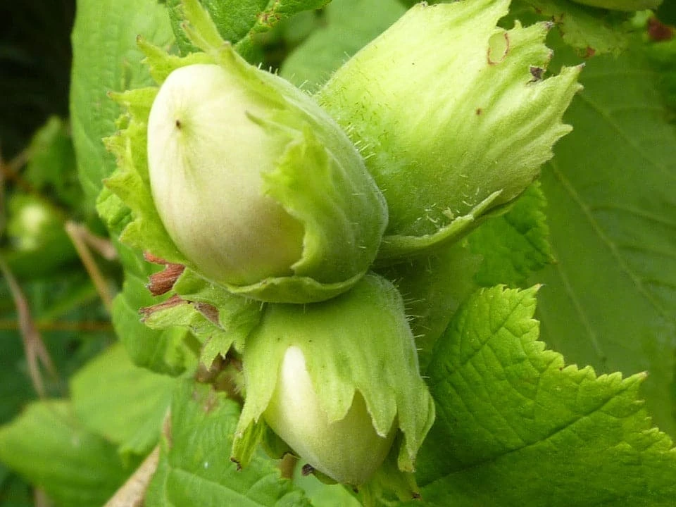 Cobnut - Corylus Avellana Tonda Di Giffoni 1 Cobnut - Corylus Avellana Tonda Di Giffoni
