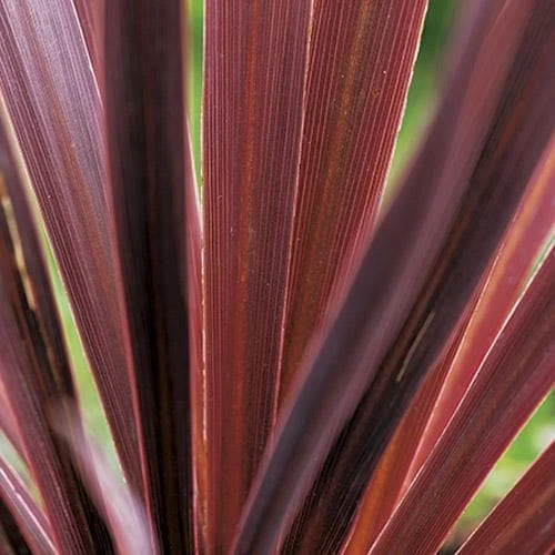 Cordyline Australis Red Comet 3 Cordyline Australis Red Comet - Image 3