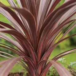 Cordyline Australis Red Comet 8 Cordyline Australis Red Comet -Plant Series Store Cordyline Red Comet 04
