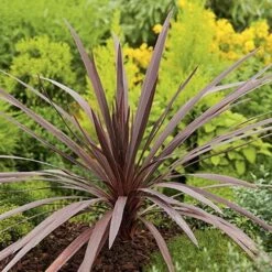 Cordyline Australis Red Comet 9 Cordyline Australis Red Comet -Plant Series Store Cordyline Red Comet 05
