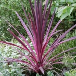 Cordyline Australis Pink Passion -Plant Series Store Cordyline australis Pink Passion 03