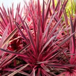 Cordyline Australis Pink Passion -Plant Series Store Cordyline australis Pink Passion 04