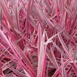 Cordyline Australis Pink Passion -Plant Series Store Cordyline australis Pink Passion 05